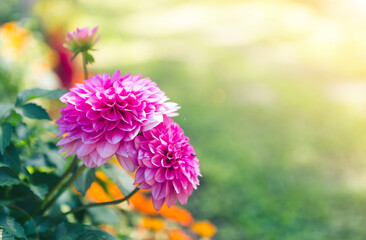 Pink Dahlia flower over blurred garden with morning vintage warm light, outdoor day light, flower garden in spring and summer season