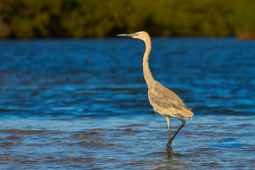 Aves de Costa Rica