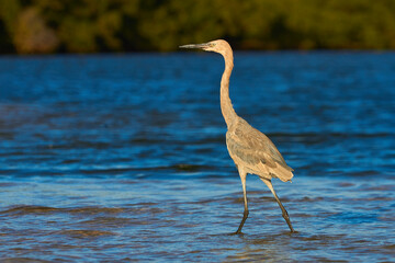 Aves de Costa Rica