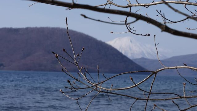 洞爺湖-桜の蕾と羊蹄山-