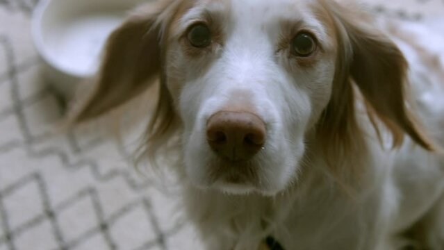 Sprocker spaniel looking at camera