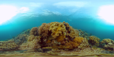 Tropical fishes and coral reef at diving. Beautiful underwater world with corals and fish. Philippines. 360 panorama VR