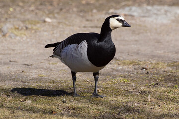 country goose branta canadensis