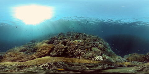 Underwater sea fish. Tropical fishes and coral reef underwater. Philippines. Virtual Reality 360.