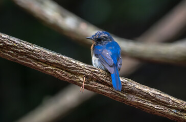 Obraz premium Indochinese Blue Flycatcher The neck and chest are orange-yellow, which contrasts with the white belly clearly. Phetchaburi, Thailand.