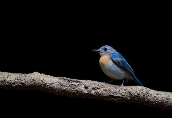 Indochinese Blue Flycatcher The neck and chest are orange-yellow, which contrasts with the white belly clearly. Phetchaburi, Thailand.
