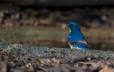 Blue-throated Blue Flycatcher Orange breast, white belly, dark blue neck or just a little concave...