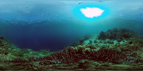 The Underwater World of the with Colored Fish and a Coral Reef. Tropical reef marine. Philippines. Virtual Reality 360. © Alex Traveler