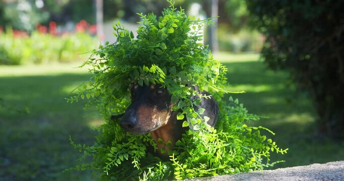 Dachshund in camouflage costume bush merges with trees grass in park stalks looks around. Funny dog with branches on head hides from paparazzi passers-by. Costume play in hide-and-seek disguise