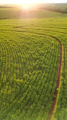 Sugar cane hasvest plantation aerial. Aerial top view of a agriculture fields. Sugar Cane farm. Sugar cane fields view from the sky. Cana-de-açúcar produzindo energia renovável. Etanol. 4K.