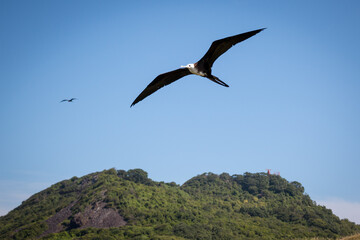 Aves marinhas em pleno voo