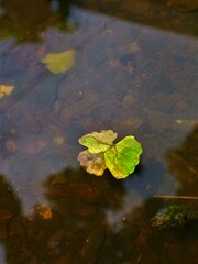 Folha boiando na agua