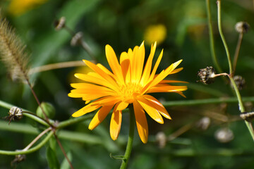 Florals of a flower garden