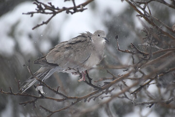 Pigeons perched on an apple tree, waiting out the flurry of snow and harsh wind.