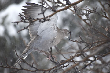 Pigeons perched on an apple tree, waiting out the flurry of snow and harsh wind.