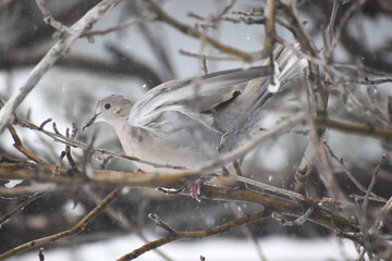 Pigeons perched on an apple tree, waiting out the flurry of snow and harsh wind.