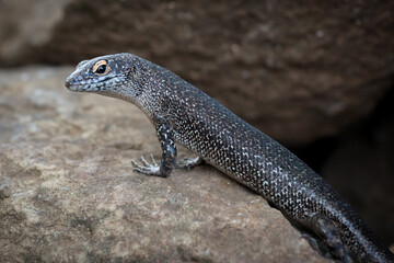 Close-up de pequeno lagarto posando para foto.