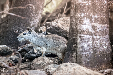 Um pequeno roedor num cenário encantado.