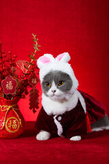a cute cat wears a hat with rabbit ears with Chinese New Year potted plant at vertical composition translation of the Chinese is fortune no logo no trademark