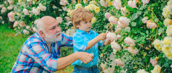 Grandfather and grandchild enjoying in the garden with roses flowers. Senior gardener. Grandfather...