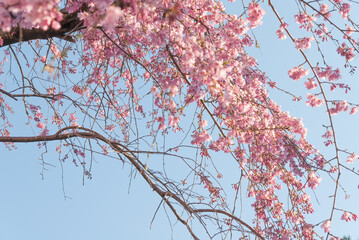 春いっぱい 桜、花びら
