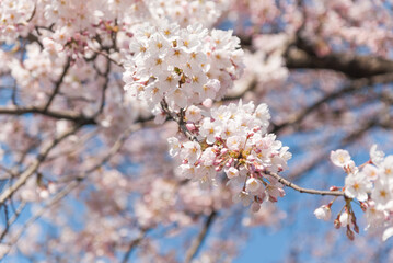 春いっぱい 桜、花びら
