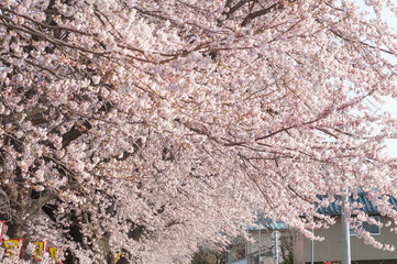 春いっぱい 桜、花びら
