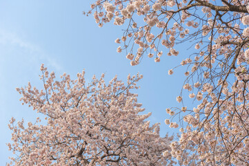 春いっぱい 桜、花びら
