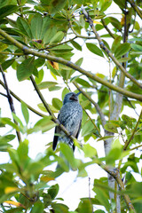 Brown-eared Bulbul(Hypsipetes amaurotis) gray bird perching on a branch in a tree looking upward.