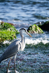 Grey heron, Common Heron(Ardea cinerea) big beak bird standing at a waterside looking downward