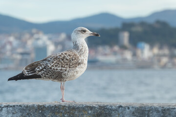 yellow legged gull first winter plumage larus michahellis