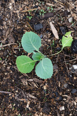 cabbage seedlings planted on a bed, vertical photo
