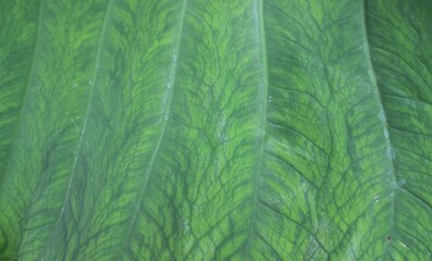 Colocasia esculenta leaves. Taro or kalo edible plants in the vegetable garden.