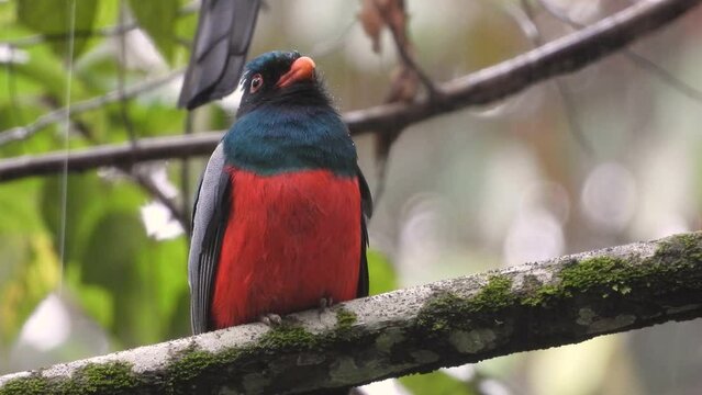 Slatly-tailed trogon seeking shelter from the rain in a nice dense tree in the forest 