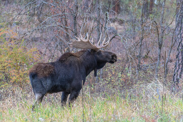 shiras moose in eastern washington state