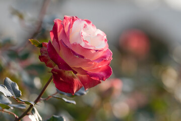 ピンク色のバラ