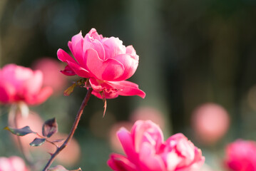 ピンク色のバラ