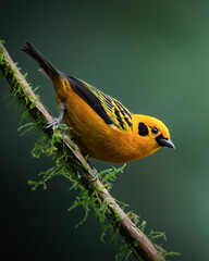 Golden Tanager posing on a branch with a harmonic composition