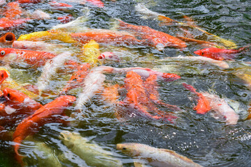 Obraz na płótnie Canvas Beautiful koi fish swimming in the pond. Colorful koi fish