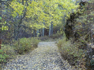 Naklejka premium Lane through Aspen woods/Autumn. 