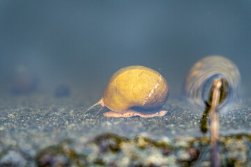 Golden Snail under water