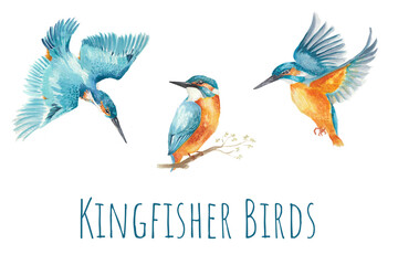 Kingfisher bird set. Hand-drawn watercolor illustration. Turquoise and orange colors.