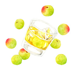 Fototapeta グラスに入った梅酒（ロック）と青梅　飲み物とフルーツの手描き水彩イラスト素材 obraz