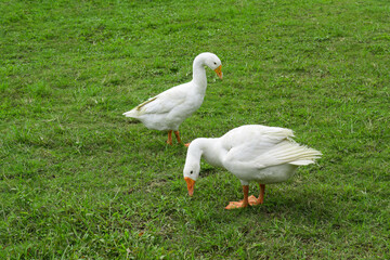 Two white domestic goose. White goose standing on the green grass on the farm