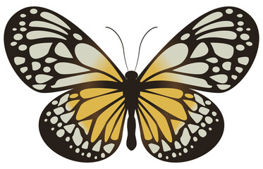 flying butterfly in a top view on transparent background.