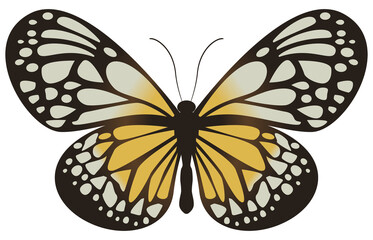 flying butterfly in a top view on transparent background.