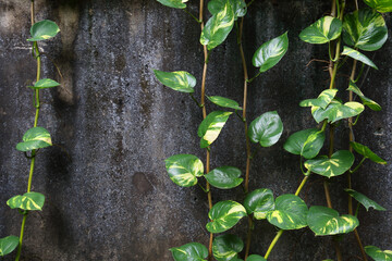 Devil's ivy 4