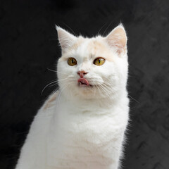 White calico tricolor cat licking lips waiting for food. Scottish fold kitten looking something on...