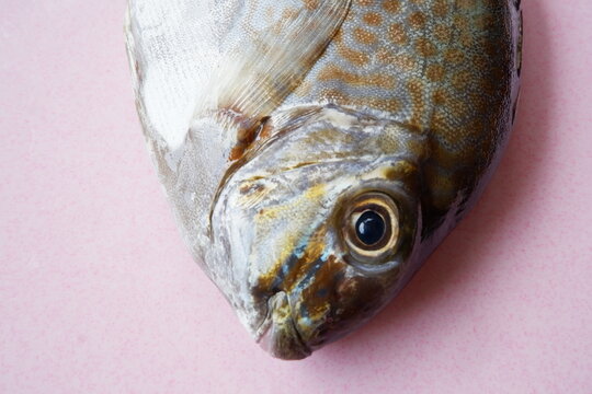 Rabbitfish Images – Browse 1,741 Stock Photos, Vectors, and Video ...