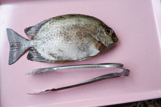Rabbitfish on a plate